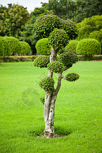 树木装饰植物群衬套路面绿色植物雕刻园艺雕塑公园作品背景图片