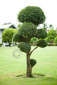 树木装饰绿色园艺路面公园衬套植物群植物雕塑花园雕刻背景图片