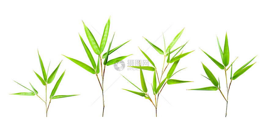 竹叶文化边界温泉植物植物学放松生长植物群树枝框架图片