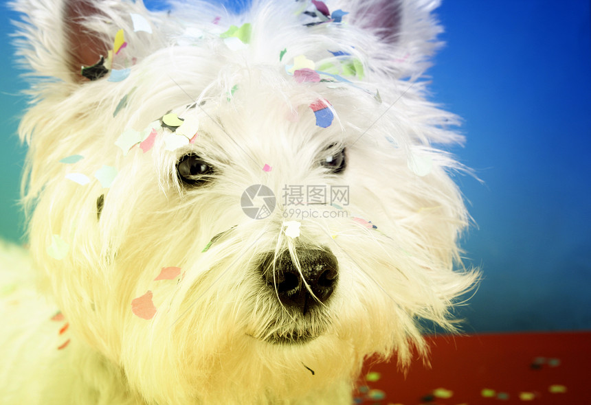 狗狗派对好奇心白色猎犬高地庆典犬类纸屑乐趣生日宠物图片