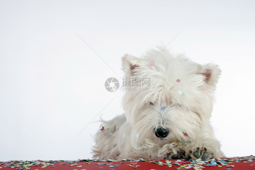 狗狗派对乐趣生日庆典纸屑宠物犬类周年高地猎犬白色图片