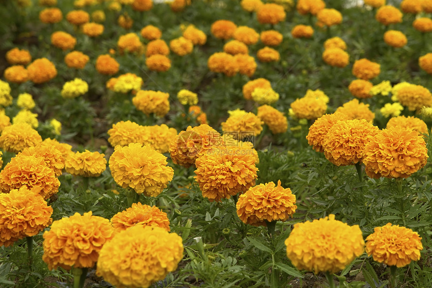 黄婚花植物年度季节勃起黄色植物群花园橙子花朵草地图片