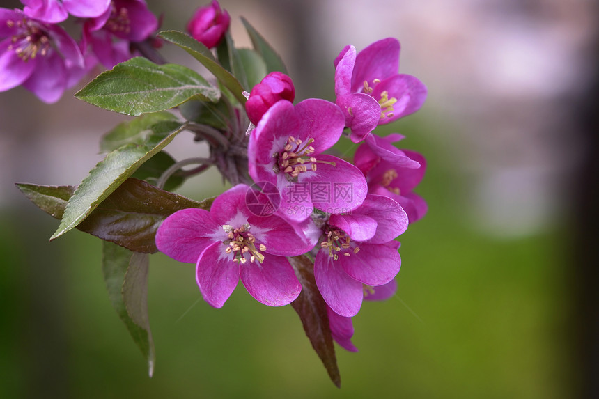 粉红花水平植物季节花瓣粉色图片