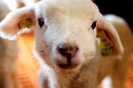 挪威羊羔背景图片