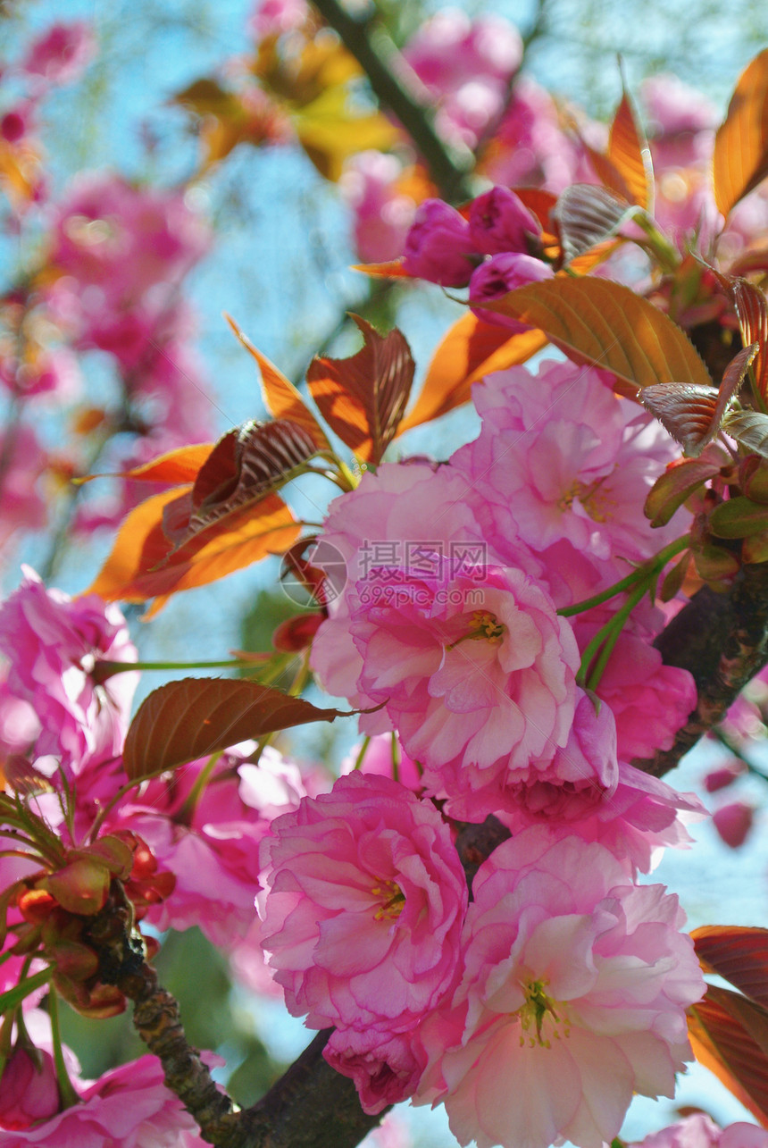 桃花花生长季节绿色宏观叶子花朵粉色花园植物植物群图片