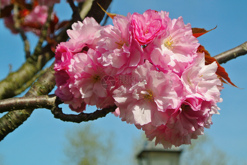 桃花花花朵粉色植物群花瓣生长叶子花园季节白色植物图片