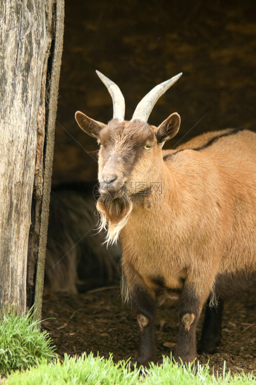 白山羊牛角野生动物农场农家院宠物动物棕色家畜山羊哺乳动物图片