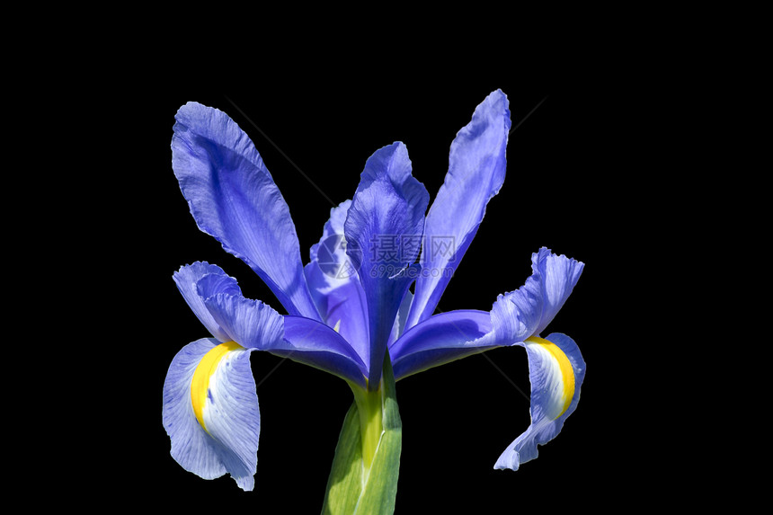 蓝花季节幸福静物黑色植物香水生长蓝色花瓣图片