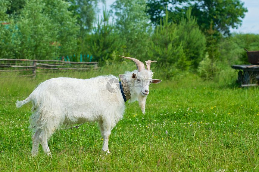 山羊在草地上的照片草原孩子场地内存天空农场幸福谷仓旅行后代图片
