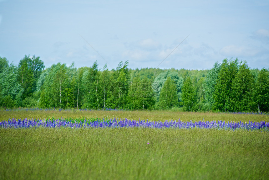 花花田紫色乡村草地芦苇环境美丽木头生活蓝色草坪图片
