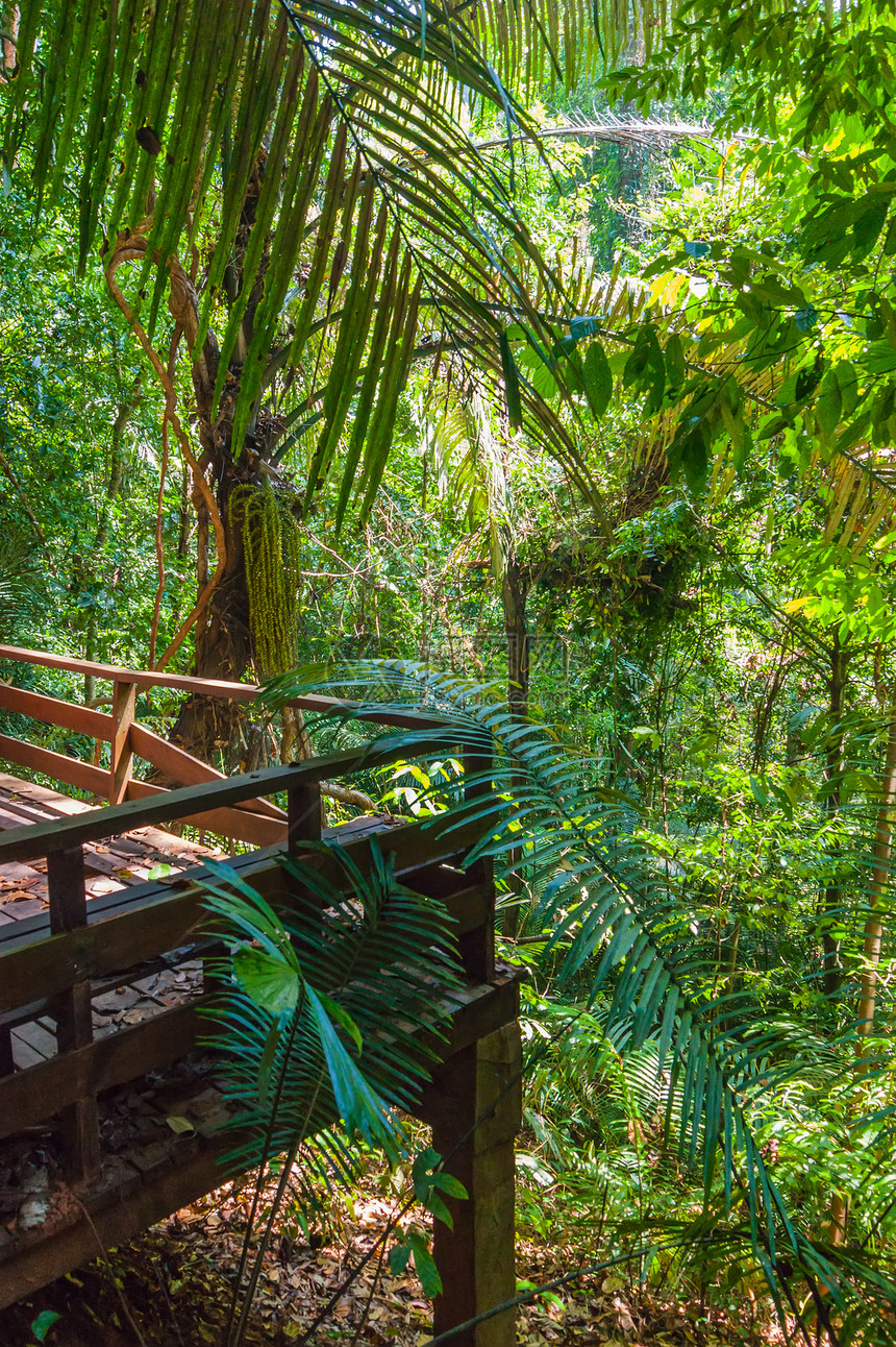 东南亚的热带雨林地区衬套森林农村溪流太阳丛林木头植物群植物气候图片