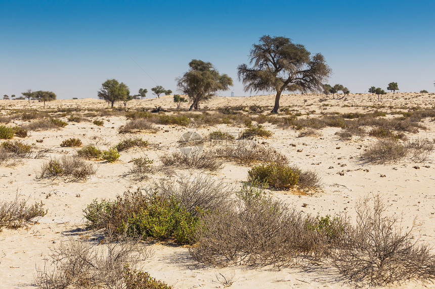 阿拉伯沙漠沙丘冒险天空国家头巾树木男人旅行沙漠衣服图片