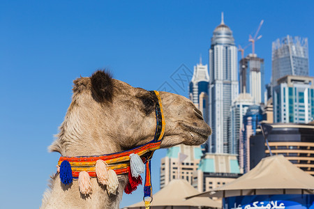 杜拉顿杜巴Jumeirah海滩的骆驼文化天际男人建筑物旅行闲暇假期动物海洋长袍背景