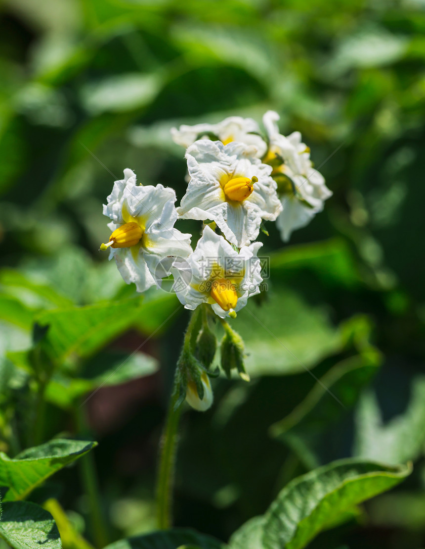 花朵白花盛开的马铃薯灌丛花粉星星季节雏菊农业花园叶子衬套花瓣园艺图片