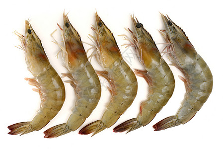 虾海鲜食物背景图片