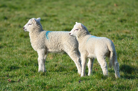 田野里的单羊在田里一起吃羊羔背景