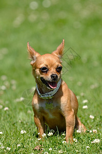 吉娃娃狗在青草上友谊宠物绿色花园棕色休息公园动物背景图片