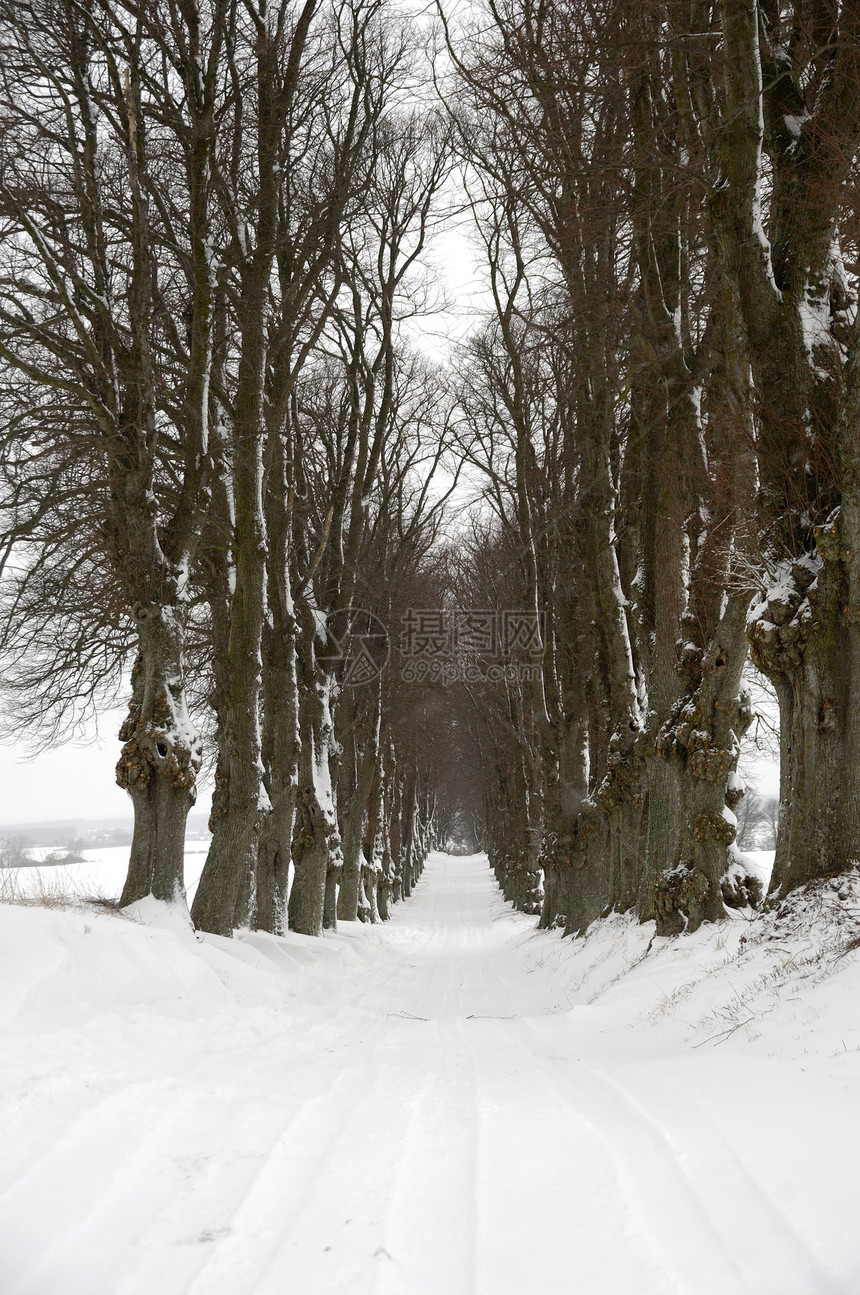 冬季途径分支机构车道爬坡草地团体森林季节冻结风景远足图片