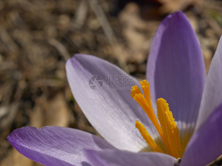 番红花花花瓣绿色季节花园白色植物雪花紫色草地叶子图片