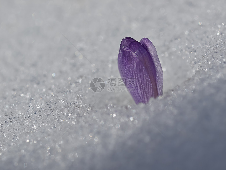 雪中的花芽叶子绿色植物植物群花瓣雪花草地季节花园白色图片