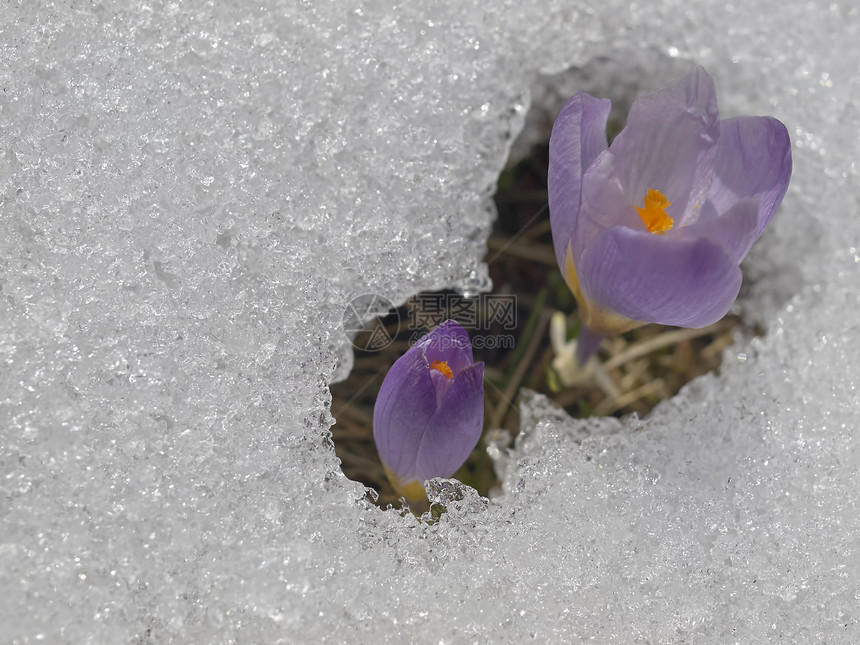 雪中花朵植物叶子花园季节雪花草地植物群紫色绿色花瓣图片