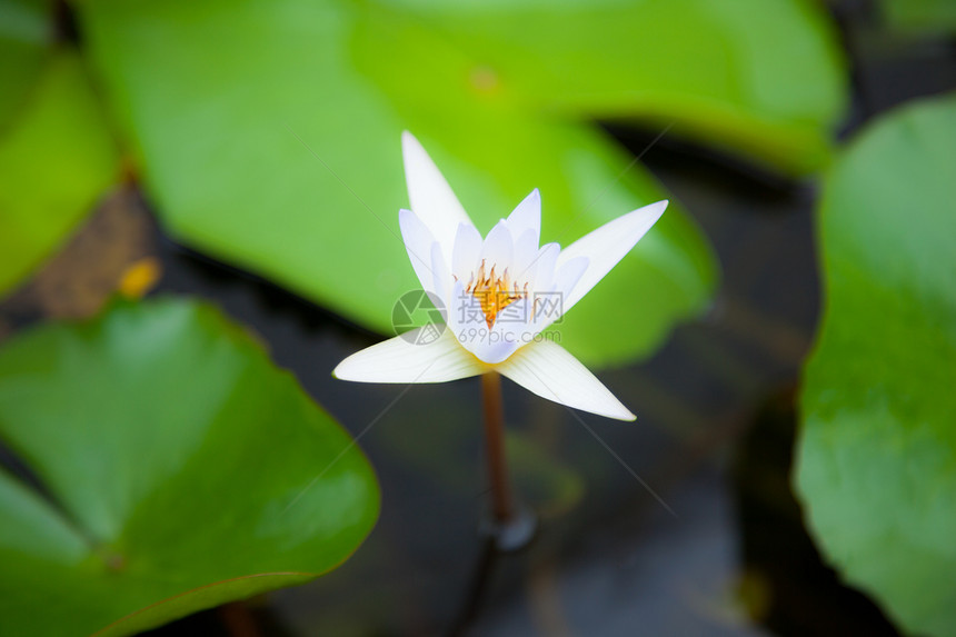 白莲花在水中百合花园植物植物学季节公园水池池塘热带反射图片