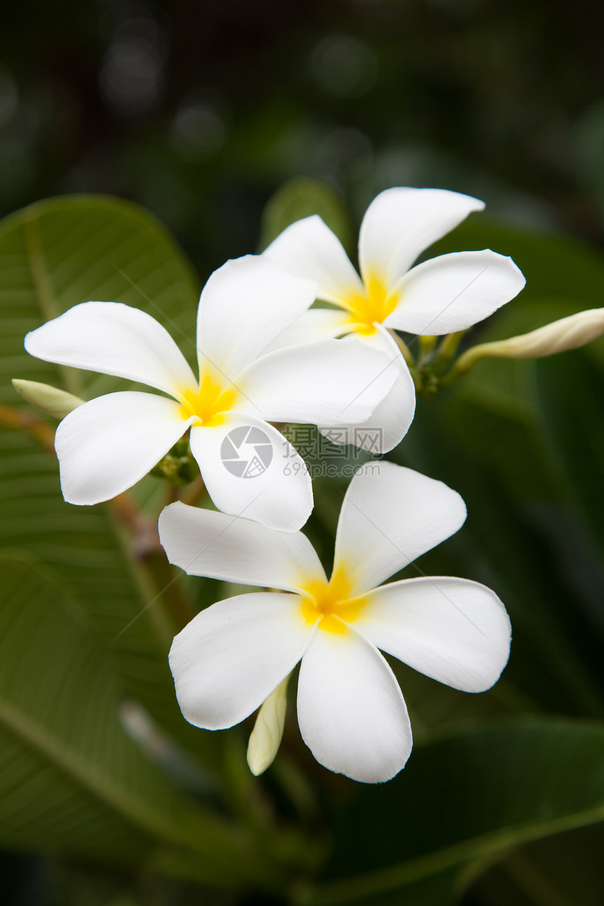 白色花朵反射阴影植物群异国植物花瓣木头美丽季节鸡蛋花图片