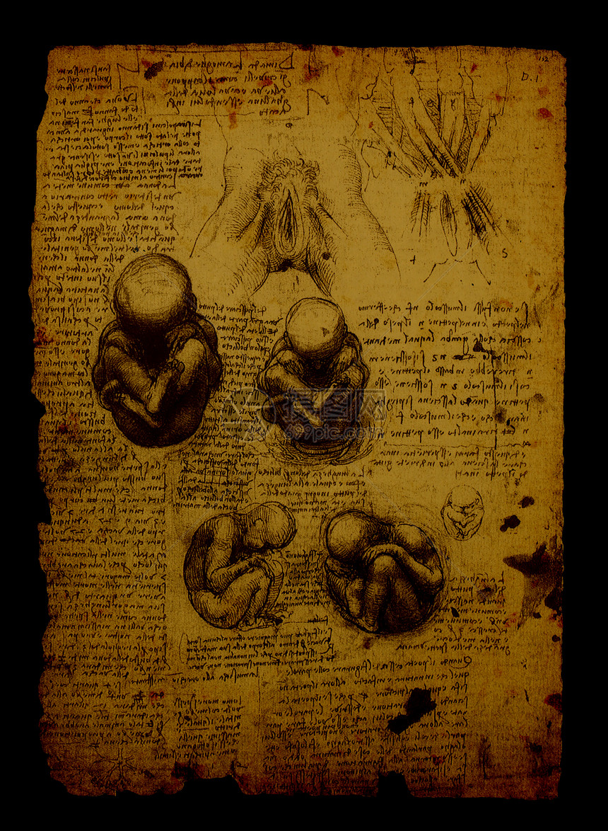 解解剖学科学家绘画插图生物学男人草图历史卫生生理保健图片