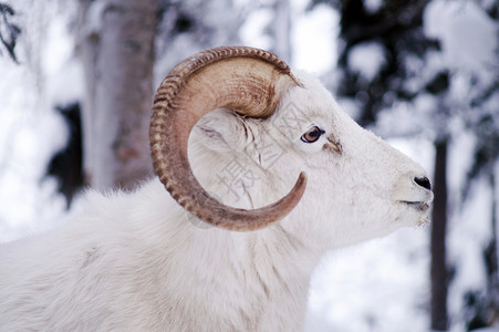 大头羊阿拉斯加土著动物野生动物野生生物Dall Sheep 站在新鲜雪中背景