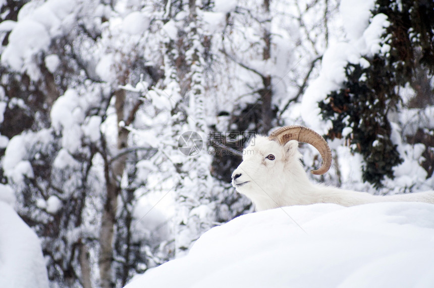 阿拉斯加土著动物野生动物野生生物Dall Sheep 恢复新雪图片