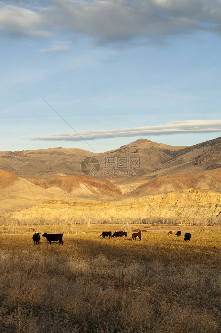 西山风景西山牧场 农牧养畜动物西山景观农场奶牛农田土地家畜农业国家蓝色天空农村图片