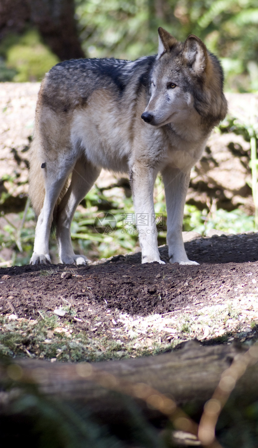 北美常住木材野狼野生动物组织图片