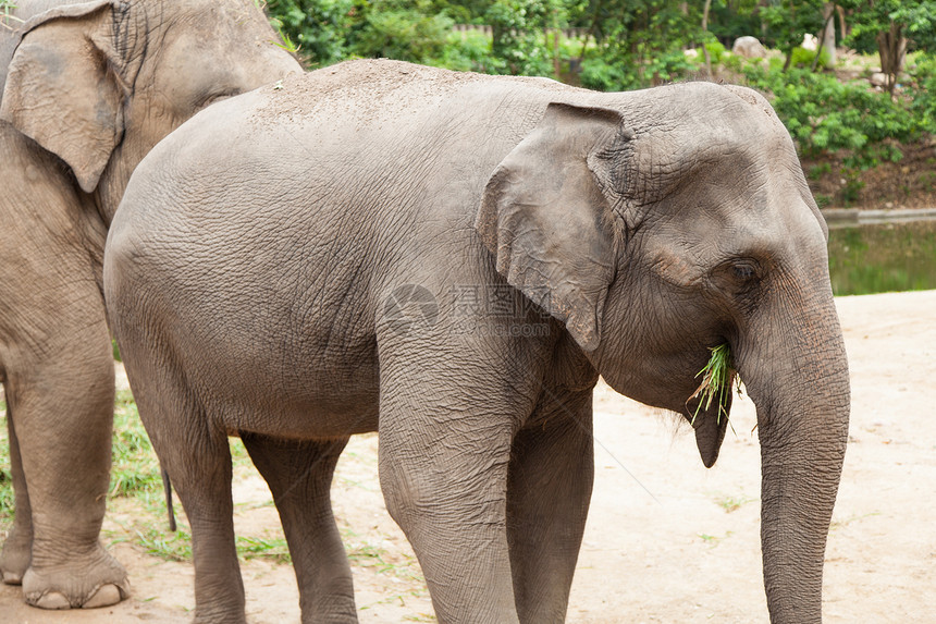 大象吃草哺乳动物叶子喂养旅行食物皮肤旅游耳朵荒野动物园图片