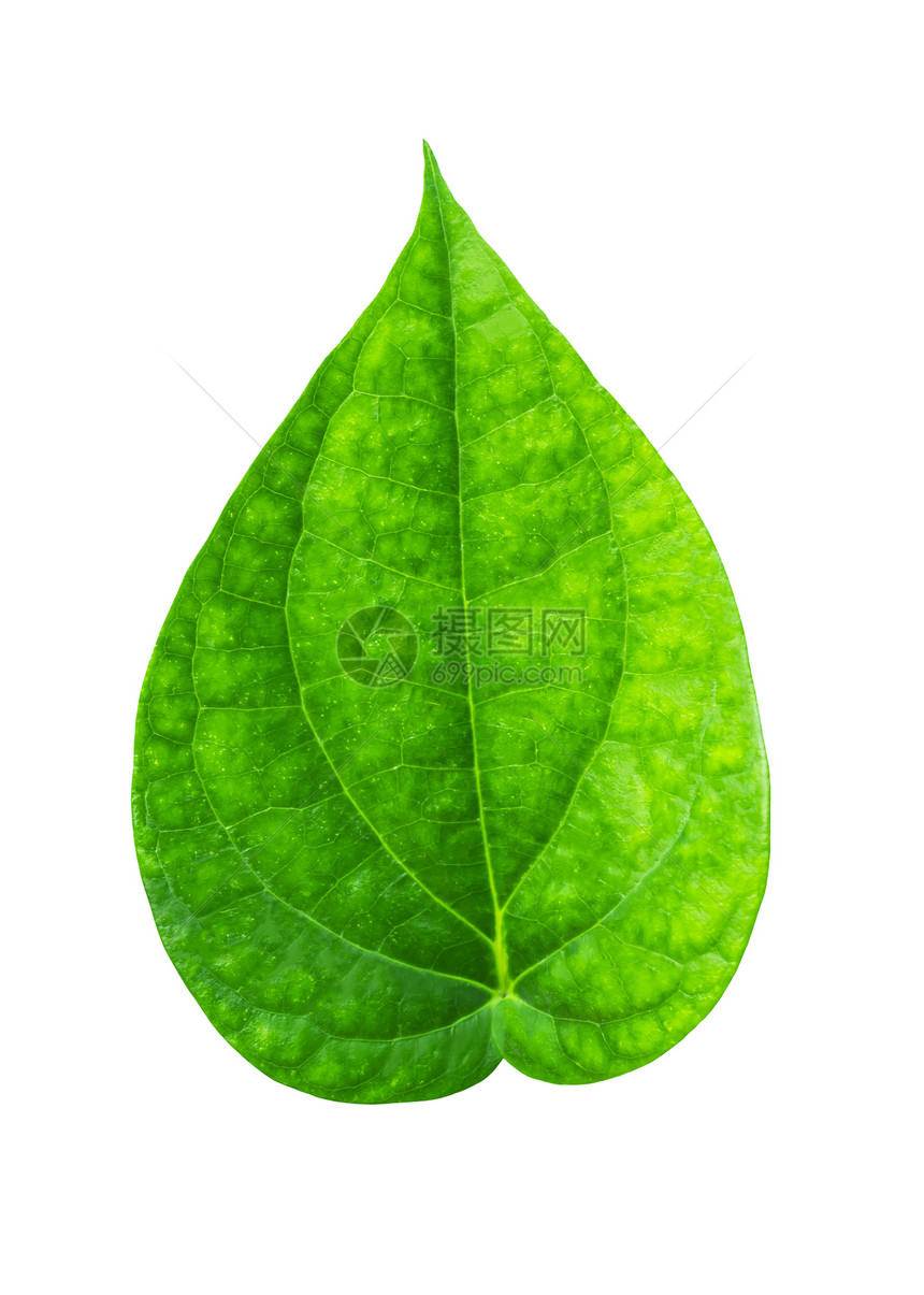 绿管虫叶图片