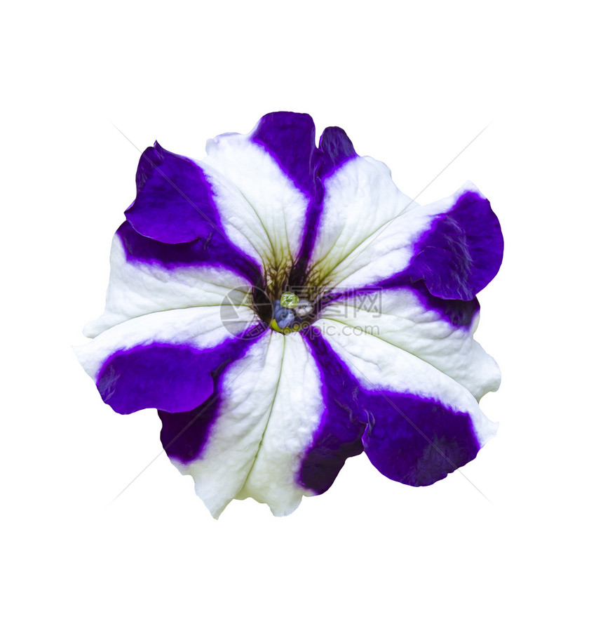 紫色和白色花朵图片
