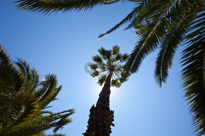 热带树木生长气候晴天天堂天空叶子旅行蓝色情调植物学图片