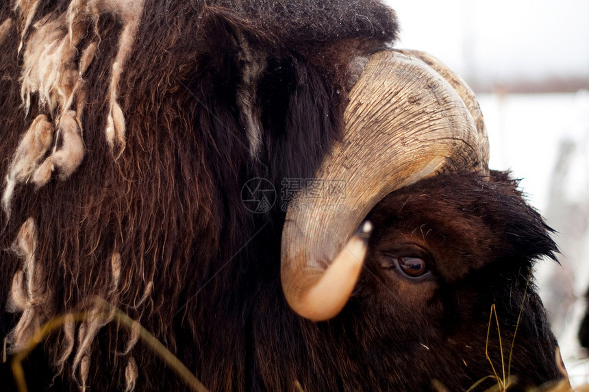 Musk Ox 纵向野生动物特写角和眼图片