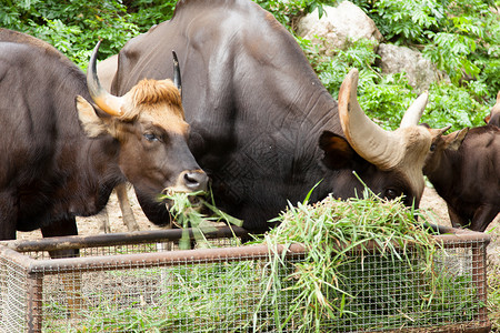 羊毛喂草动物群肌肉热带食物叶子哺乳动物动物园荒野野牛喇叭背景图片