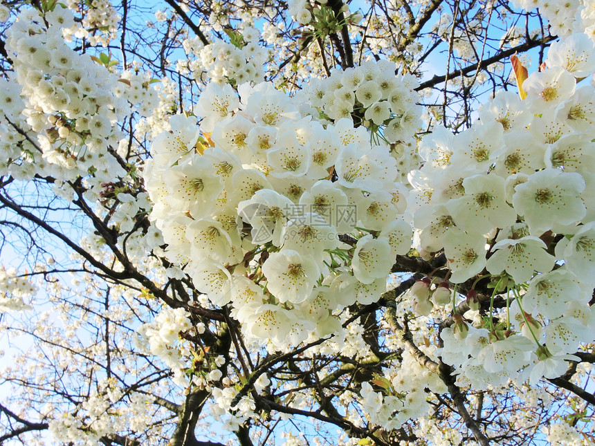 白花开蓝天叶子季节性白色季节花朵图片