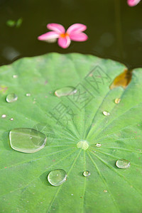 水滴莲花素材莲花叶上的水滴宏观季节气泡环境液体自然茶点荷花雨滴花园背景