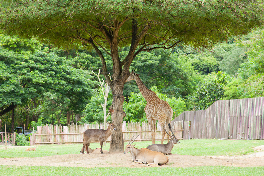 树下有鹿和长颈鹿动物群哺乳动物脖子天空野生动物动物园阳光国家动物生活图片