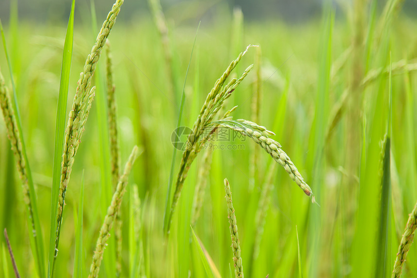 稻田大米食物粮食植物学植物群农田种子场地叶子植物农场图片