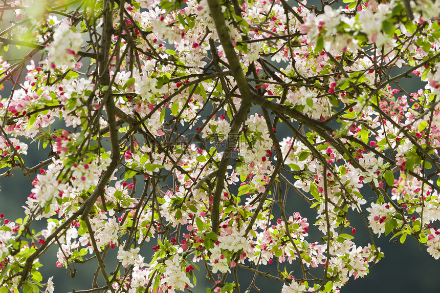 樱花花植物群园艺花朵花瓣水果季节植物花园樱花图片