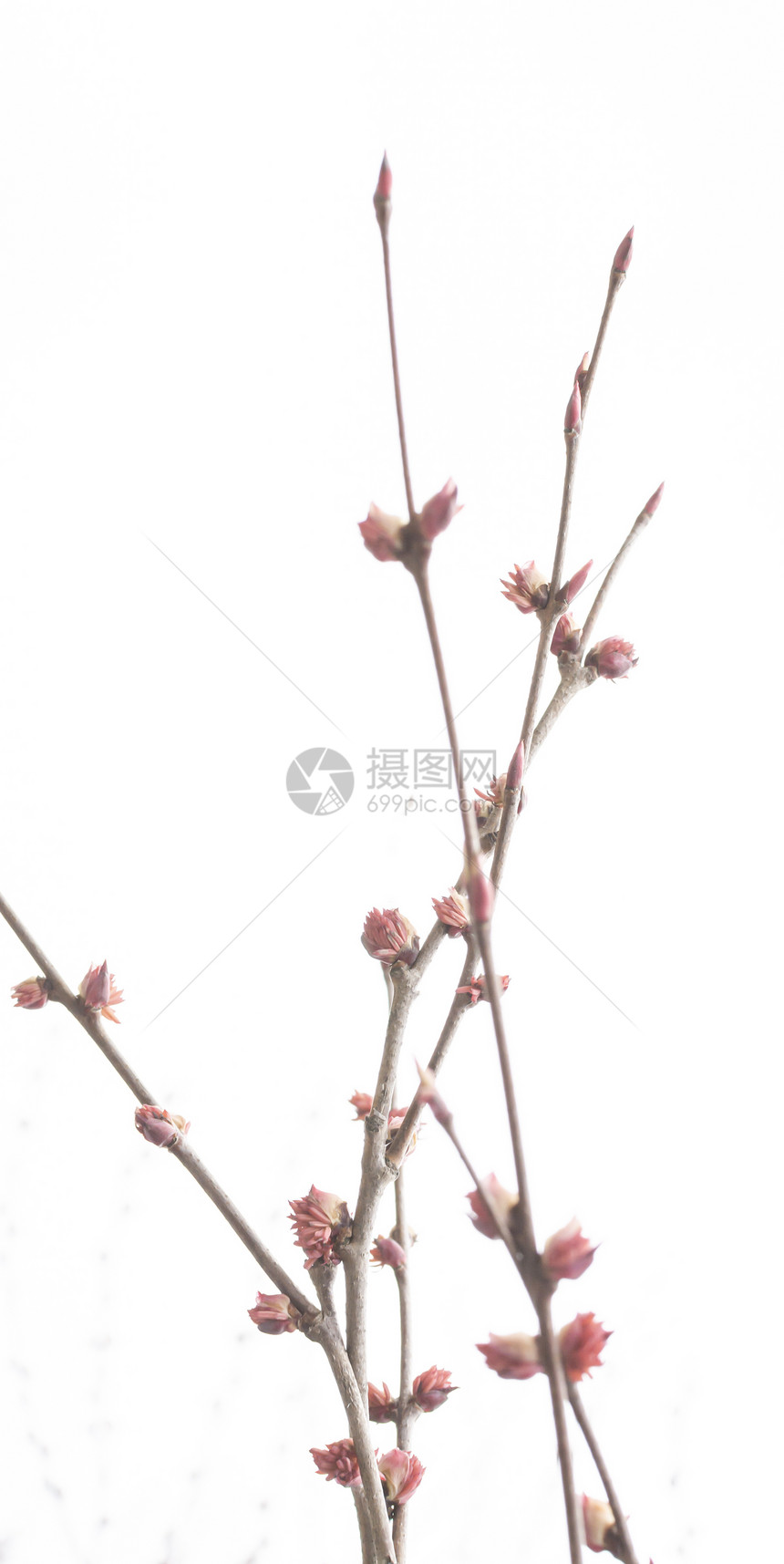 春树粉红色鲜花细节图片