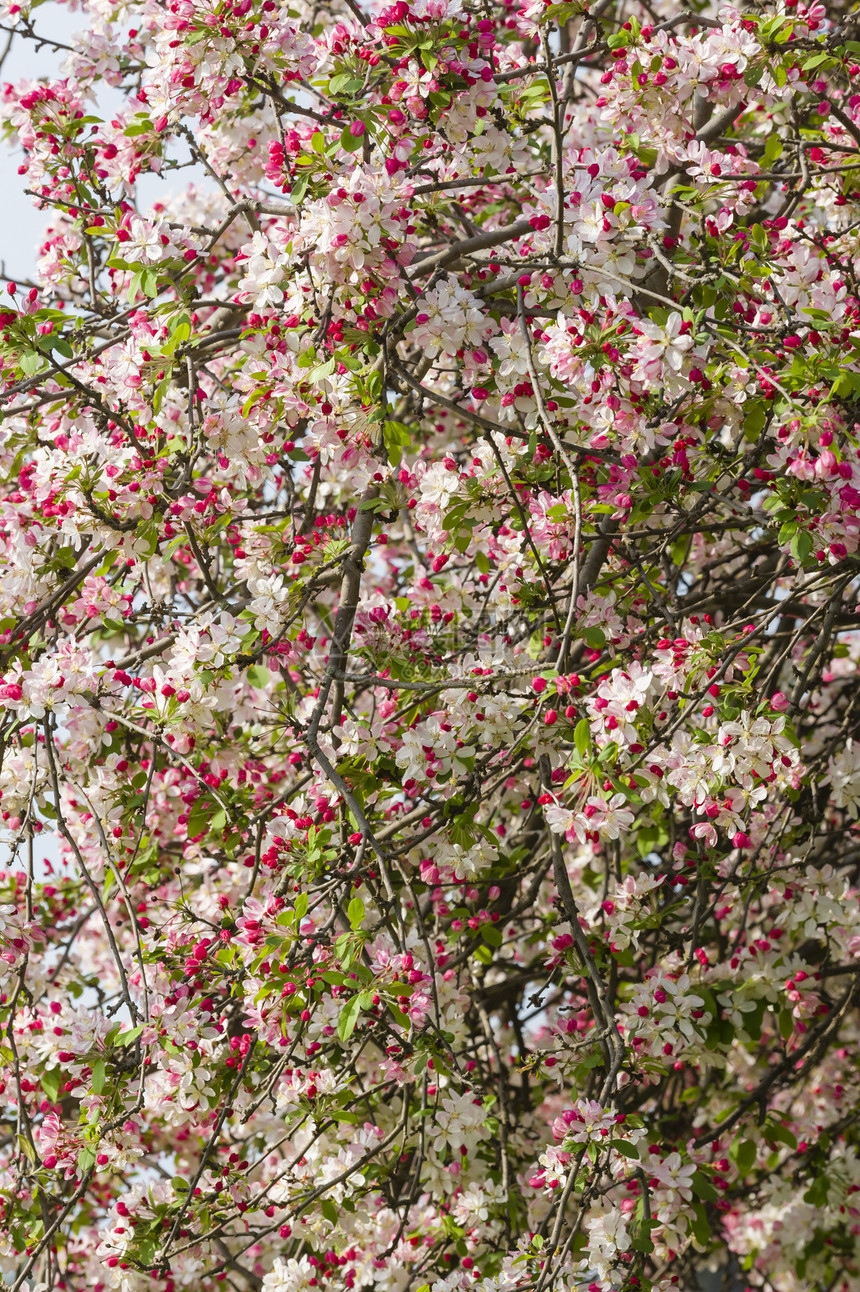 樱花花季节花瓣园艺植物群植物花朵花园水果樱花图片