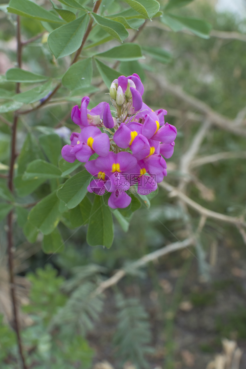 非洲泡泡泡沫上的粉花图片