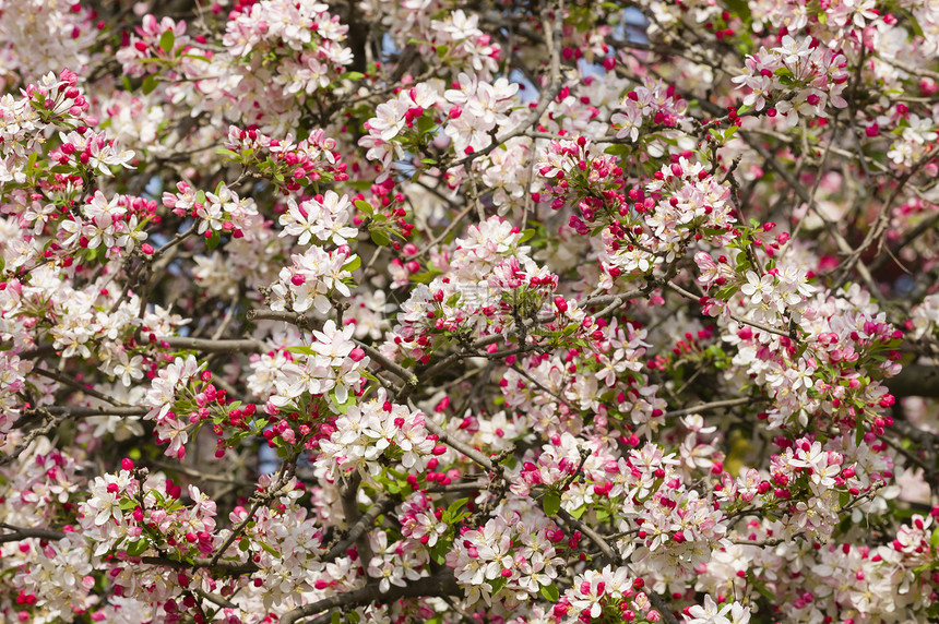 樱花花花朵植物群园艺樱花季节水果花瓣植物花园图片