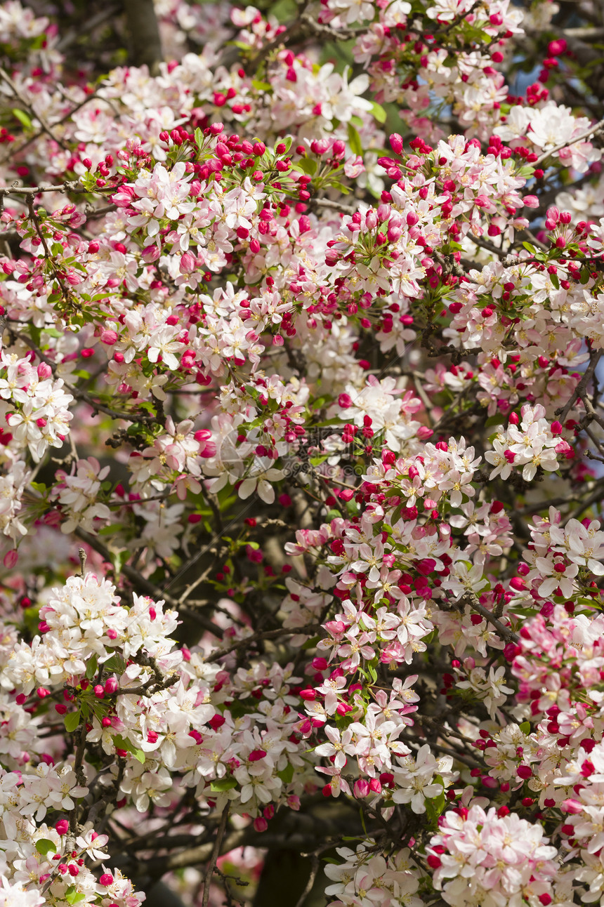 樱花花花园季节园艺樱花植物花朵水果植物群花瓣图片