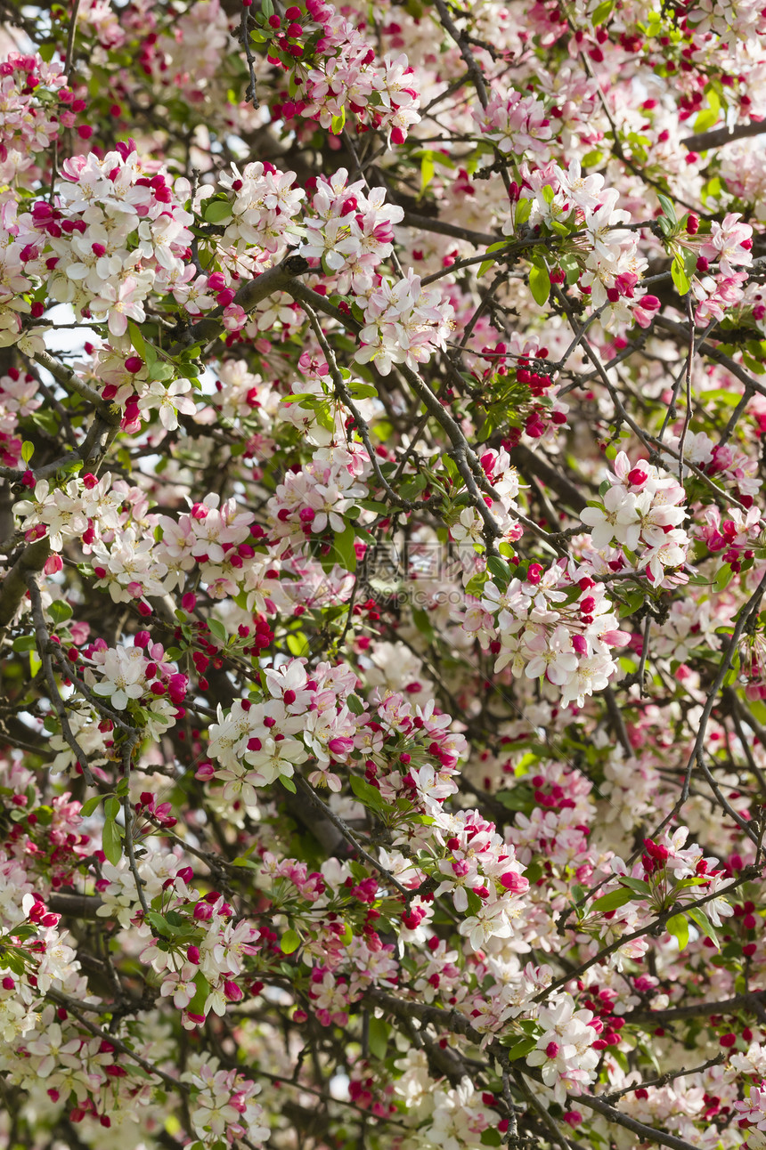 樱花花植物园艺水果花朵植物群花园季节樱花花瓣图片