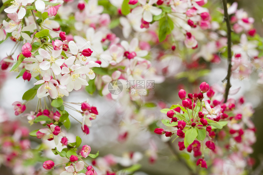 樱花花季节樱花花朵花瓣植物花园水果园艺植物群图片